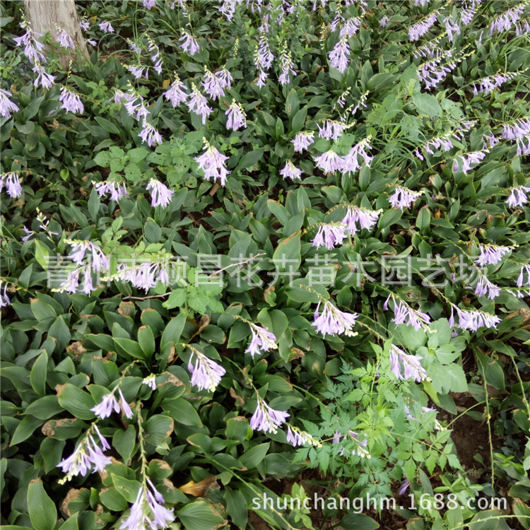批发供应 玉簪 紫花玉簪 白花玉簪 宿根花卉公园小区绿化绿化草花