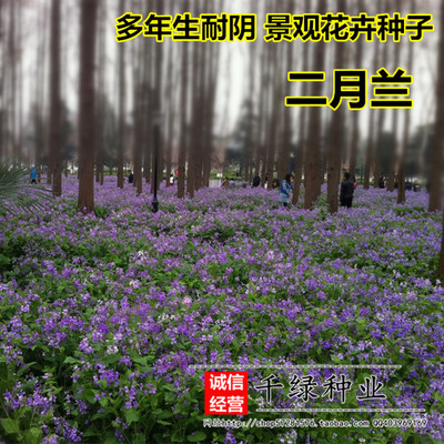 February orchid seeds Landscaping Scenery Seed Spring Four seasons Cold-resistant flowers and plants green manure seed