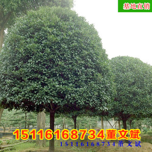 ���l�Ǽ������� ��ֲҎ���Rȫ ����ă��������G��ľ���ϻ��؏S��