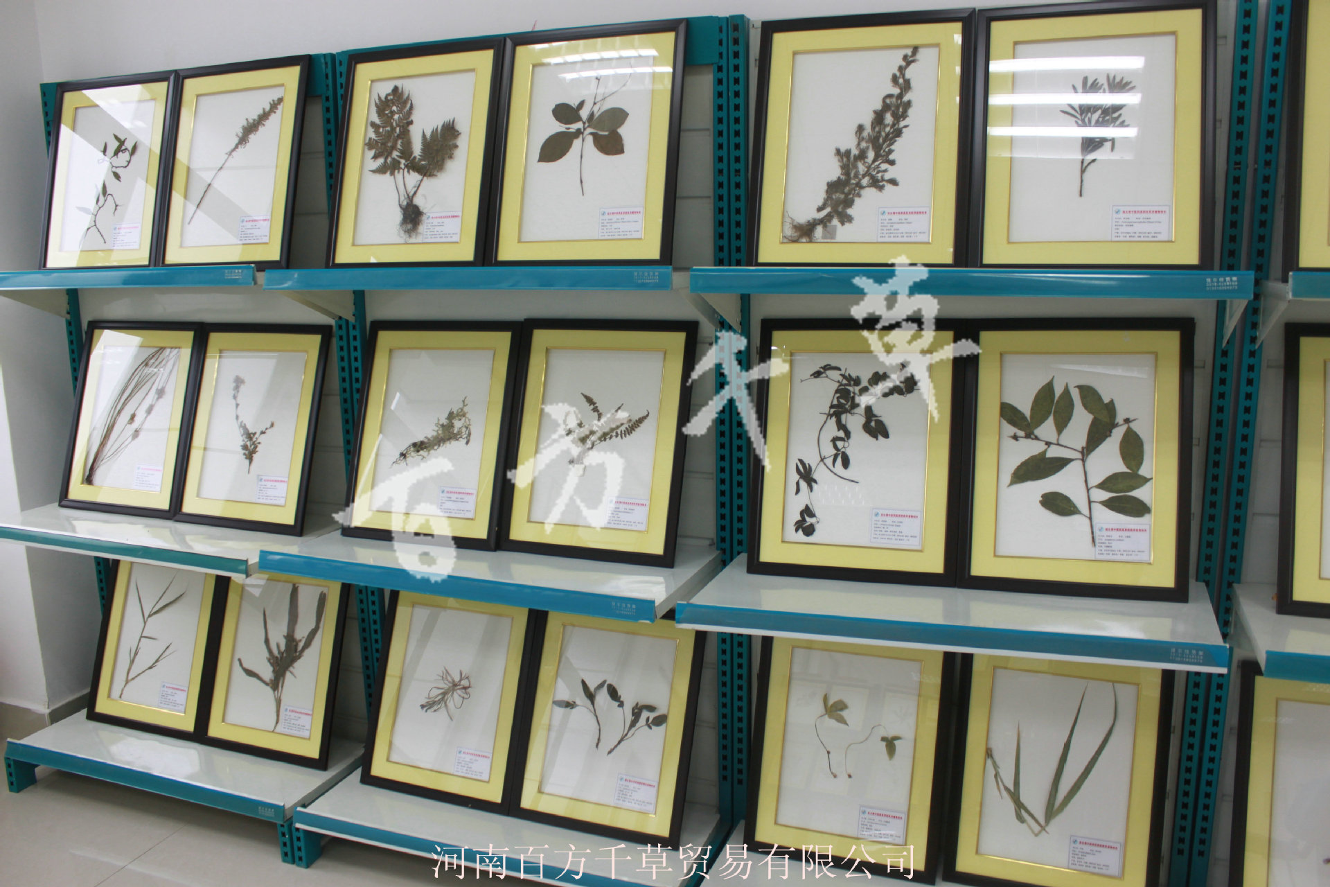 植物标本压制,植物标本手工(第7页)_大山谷图库