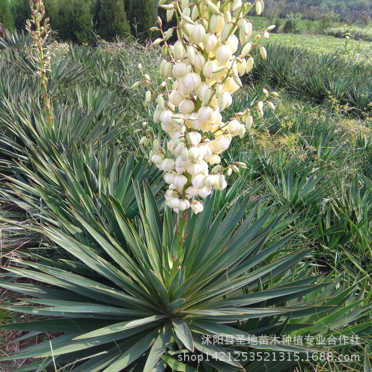 Base Direct selling high quality gardens green Bush Sisal Yucca Yucca gloriosa Specifications Complete Big priority