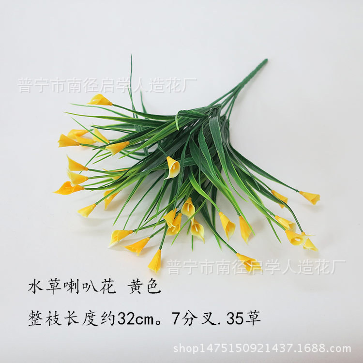 水草喇叭花黄色