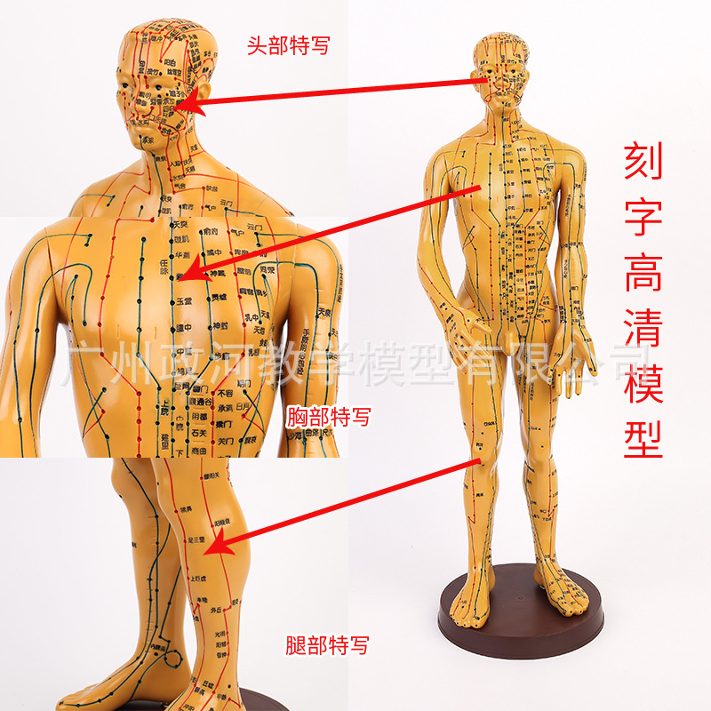 刻字清晰经络通男人体模型人体经络模型50CM铜人针灸穴位模型|ru