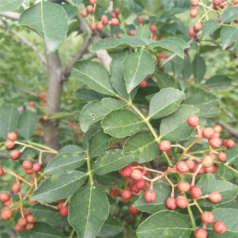 [微信图片_20170902194738]