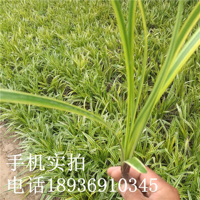 苏北金边花叶麦冬草苗矮叶麦冬玉龙草中叶细叶四季青路边绿化苗木|ru