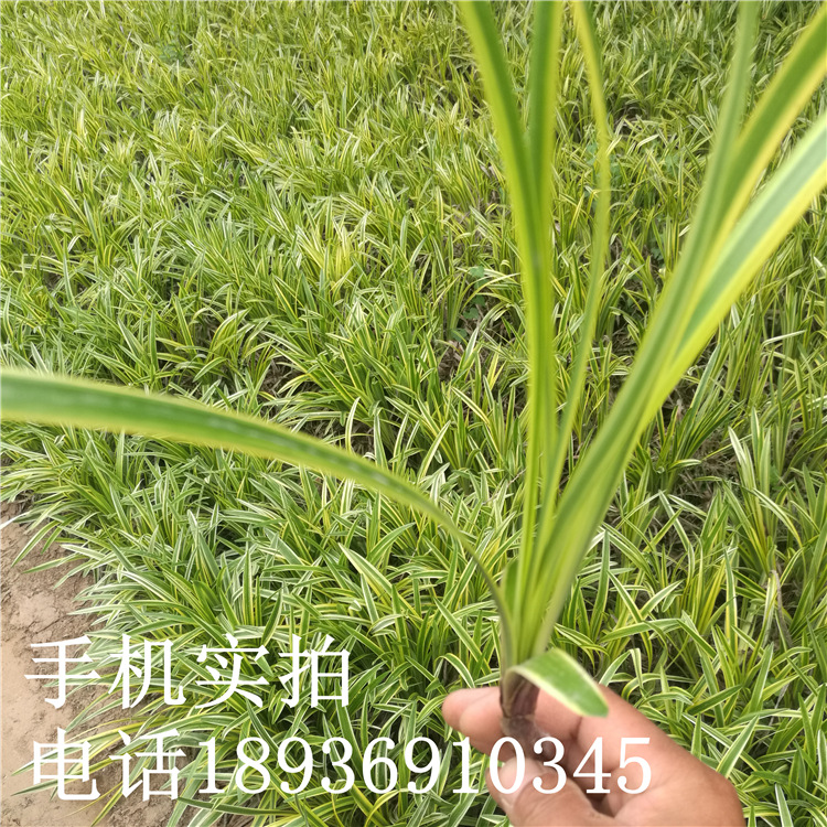 苏北金边花叶麦冬草苗矮叶麦冬玉龙草中叶细叶四季青路边绿化苗木|ru