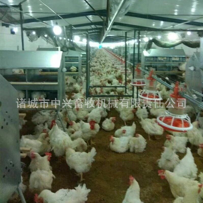 供应鸡用产蛋箱 祖代 父母代蛋鸡产蛋箱种鸡用产蛋箱