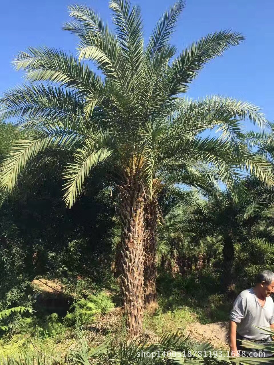 银海枣基地 中东海枣基地 二十年种植经验 专业技术指导-阿里巴巴
