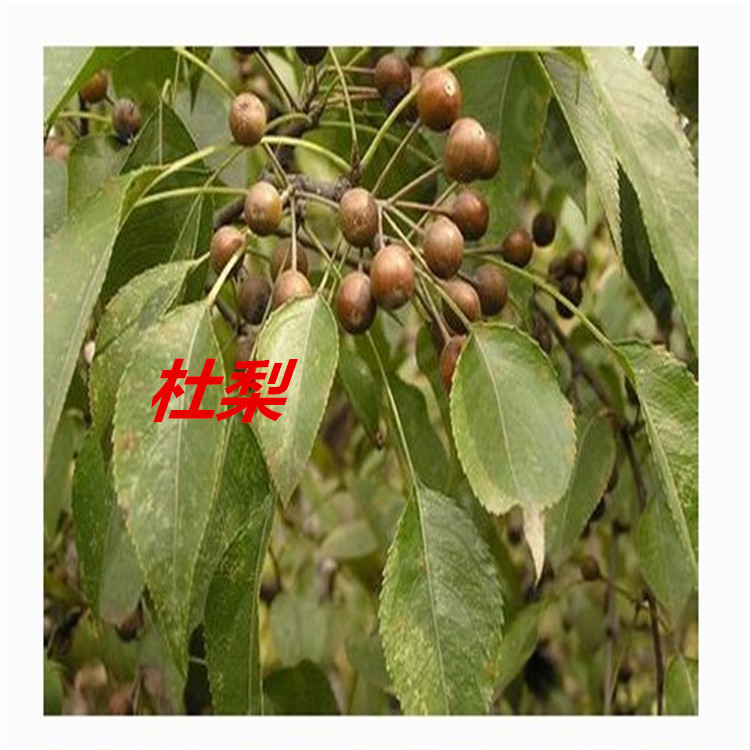 棠梨品种介绍,棠梨是雌雄同株吗,棠梨的雅称(第13页)_大山谷图库