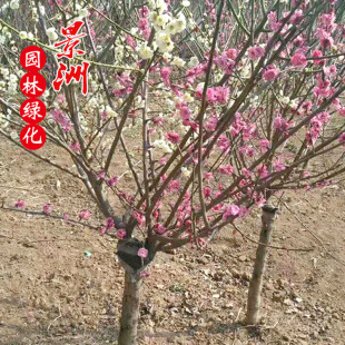�t÷���l �޽Ӽt÷  �G÷  ���^�@�־G������NҎ�� �������l