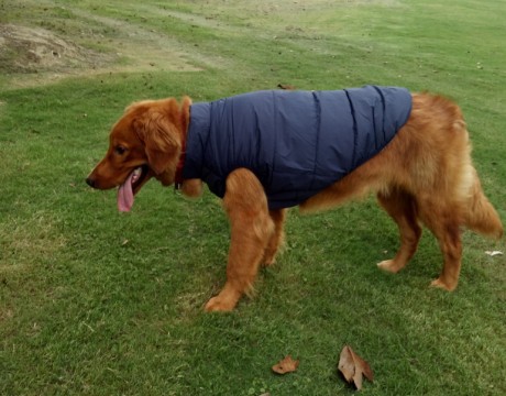 Dog Vest