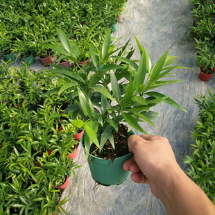 [Прямое снабжение основания] Оптовая Qingye Bamboo и Belle (110) горшечные цветы и зеленые растения цветы вертикальные стены
