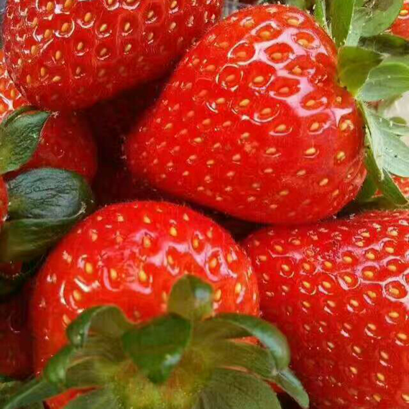 基地供应草莓苗红颜草莓苗 当年结果奶油草莓苗盆栽颜色好口感佳