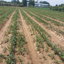 mϖ|؅^NֲĲݮƷN |؅^ݮu