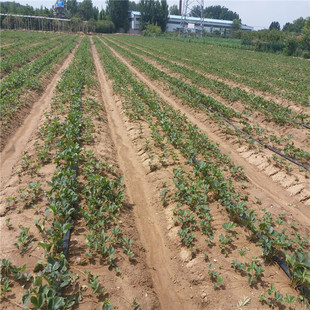 �m�ϖ|���؅^�Nֲ�Ĳ�ݮ��Ʒ�N �|���؅^�����ݮ���������u