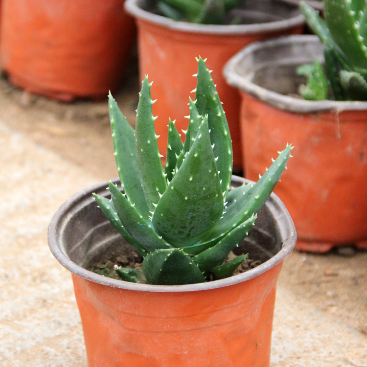Succulent White Night City Aloe Vera Potted Hydroponic Plants Indoor Green Plants Office Potted Green Plants Bonsai
