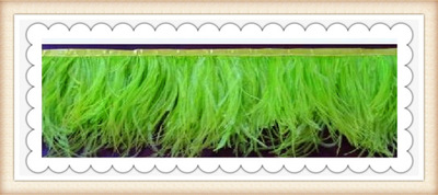 [进口鸵鸟毛]苹果6手机壳彩色羽毛鸵鸟毛布带火鸡毛条羽毛辅料|ru