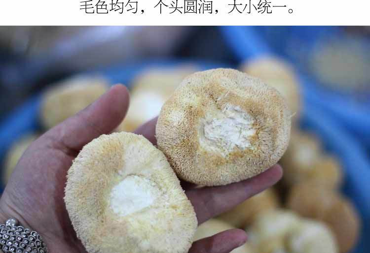 猴头菇-详情图al_10