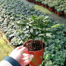 ����ֱ�NС�����ļ����������՚� ���� 110#̴��