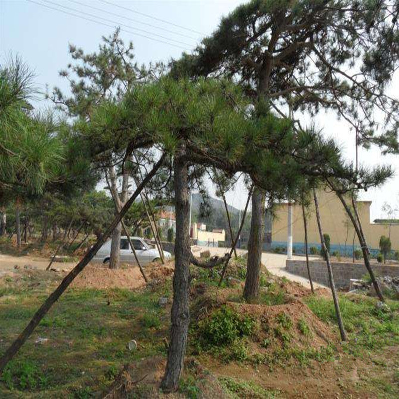 2345_image_file_copy_29_副本