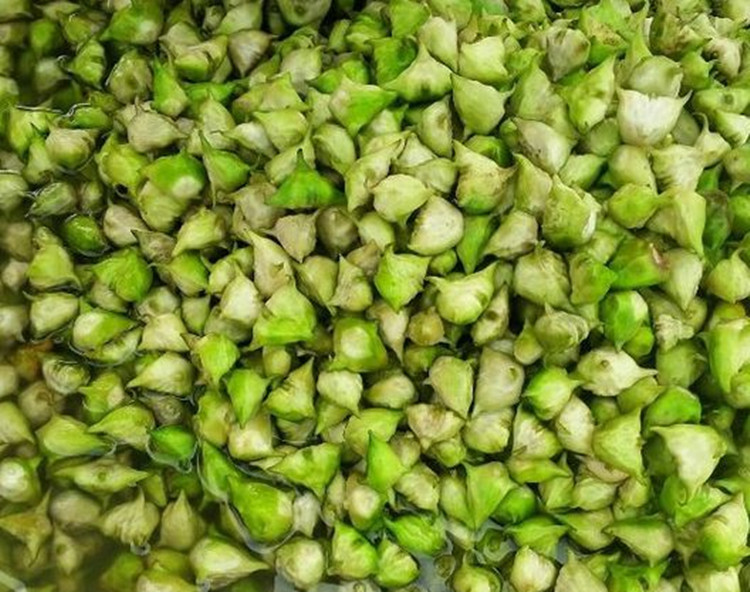 批发水生植物水菱水菱苗菱角苗漂浮植物水体绿化水生态生态绿化-阿里巴巴