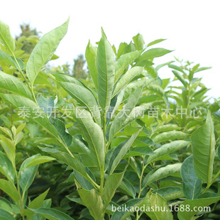 ��������س���  �������������� ţ����������  Ʒ�N������r��