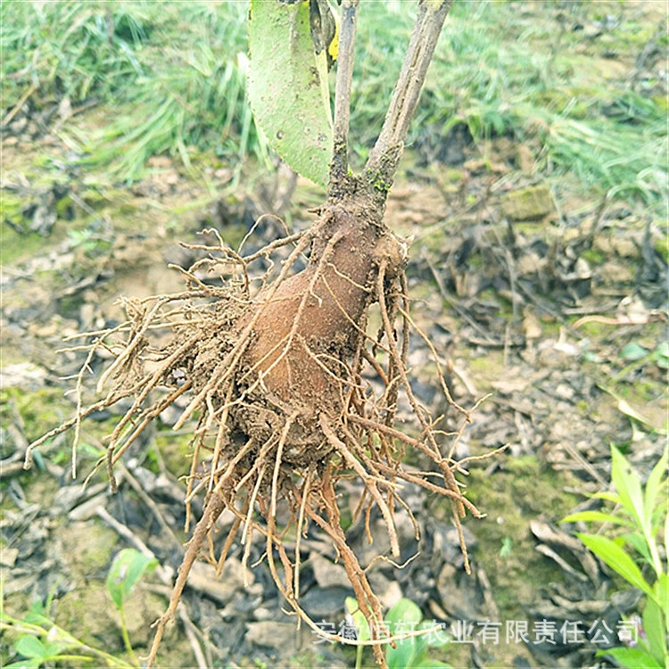 Оптовая продажа высокочастотных аттрактилодов бутонов аттрактилоды саженцев цена аттрактилоды саженцы