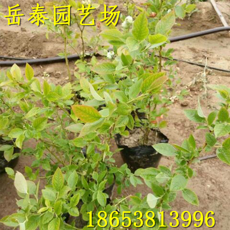 1474624535735_mmexport14632149