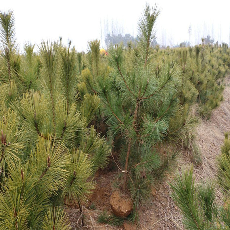 2345_image_file_copy_22_副本