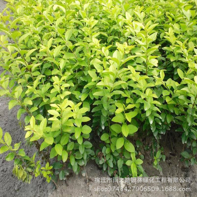 批发绿化工程用金叶女贞  金森女贞树小叶女贞 大叶女贞 量大优惠|ru