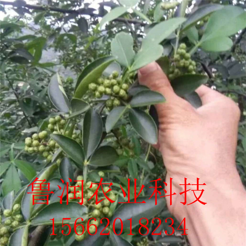 [微信图片_20170902194741]