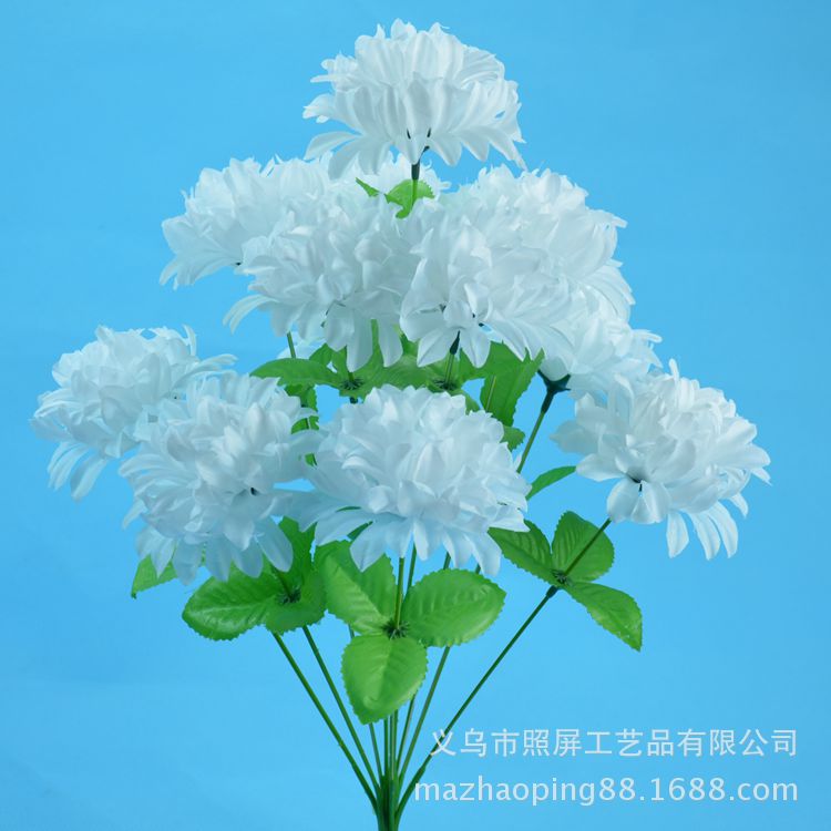 12头爪菊11