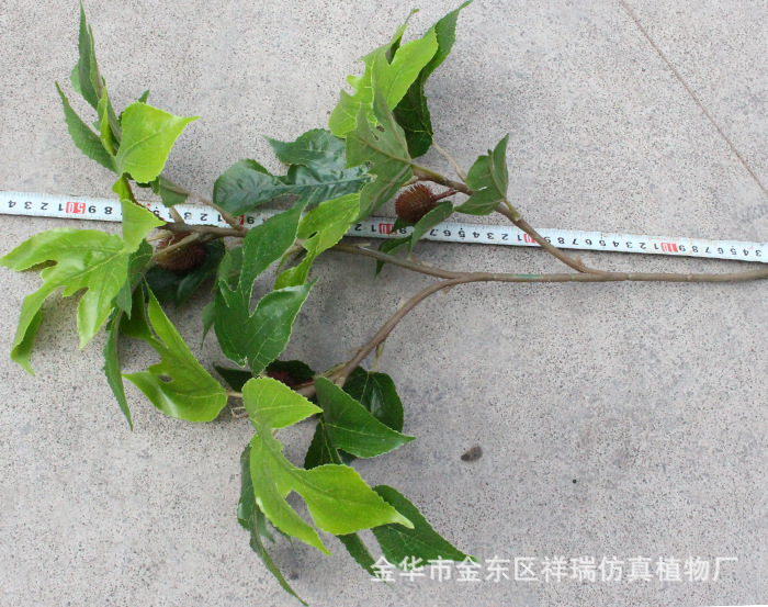 XRB-164构叶三叉枝立体4