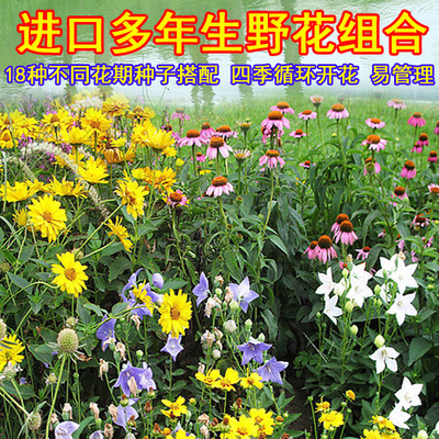 Villa courtyard Scenic spot Scenery Flower seeds Perennial Wildflowers combination seed Seeding seasons Easy to play fast-growing