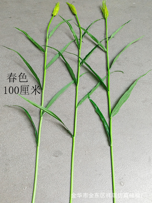 XRB-137单枝小麦1米6叶7