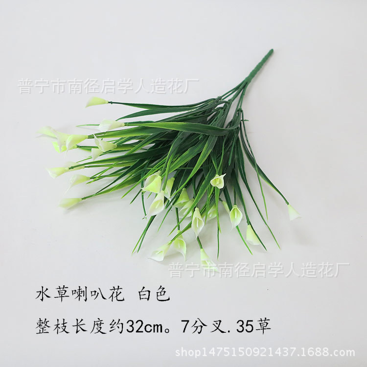 水草喇叭花白色