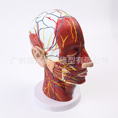human body Head superficial nerve Model Section section Artery nerve Model Medical Science minimal invasive cosmetology