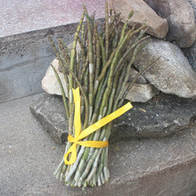 乐清雁荡山铁皮石斛鲜条 现剪现卖