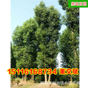���l�Ǽ������� ��Ʒ�G������Ҏ���Rȫ���G��ľ�������Ի���ֱ�N