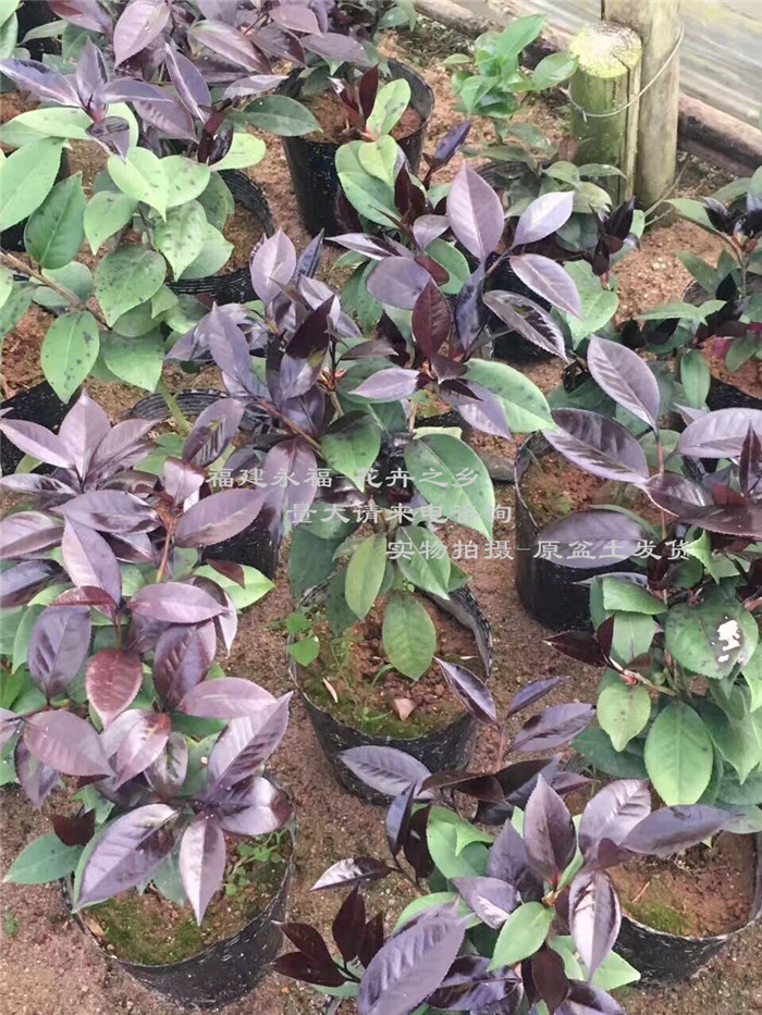 花红树叶泡茶的作用,武汉花红茶叶,花红叶子茶副作用(第14页)_大山谷图库