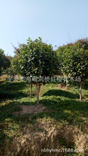 供应四季常青绿化苗木  茶花  工程、庭院种植苗木