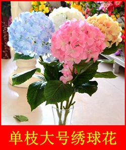 单枝大号绣球花