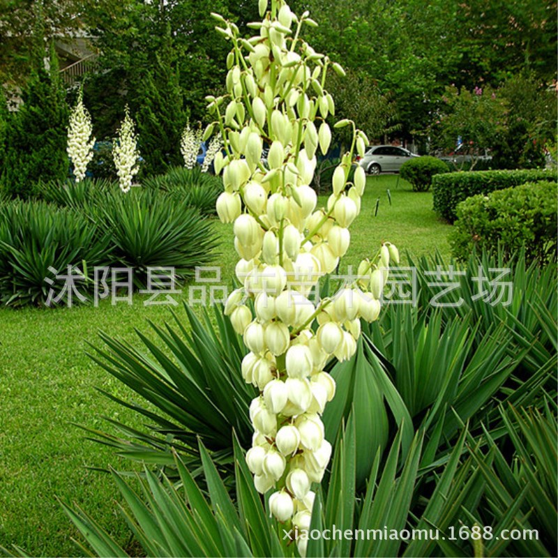 トップ100 秋花牛