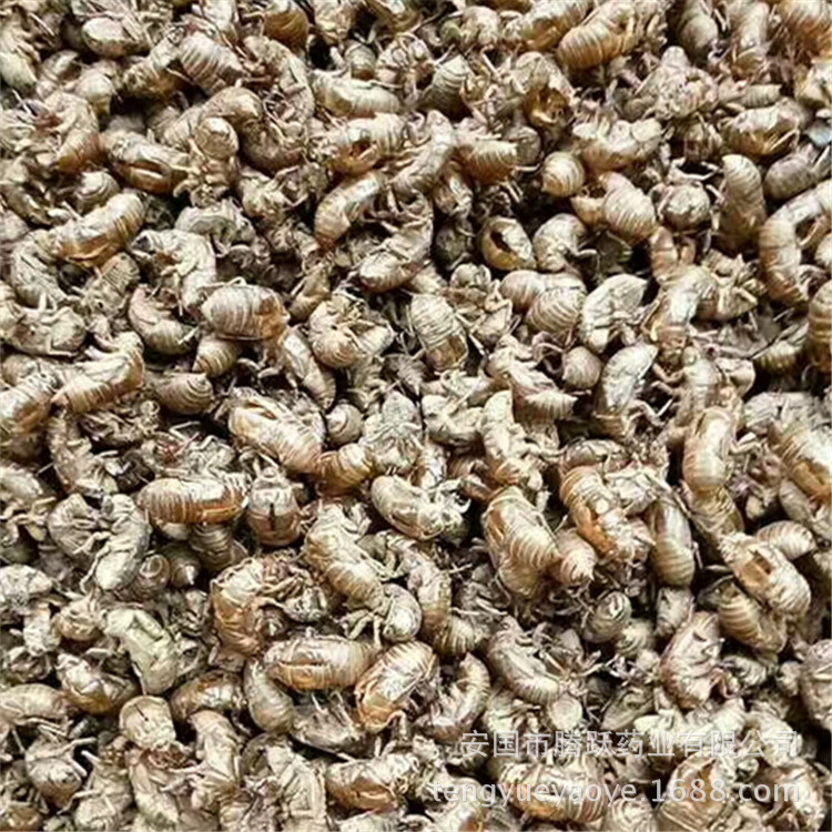 Cicada Slough Chan Tui 蝉蜕 Dried Whole Insect Molt Natural Sun-Dried Traditional Chinese Herb 1000g key features