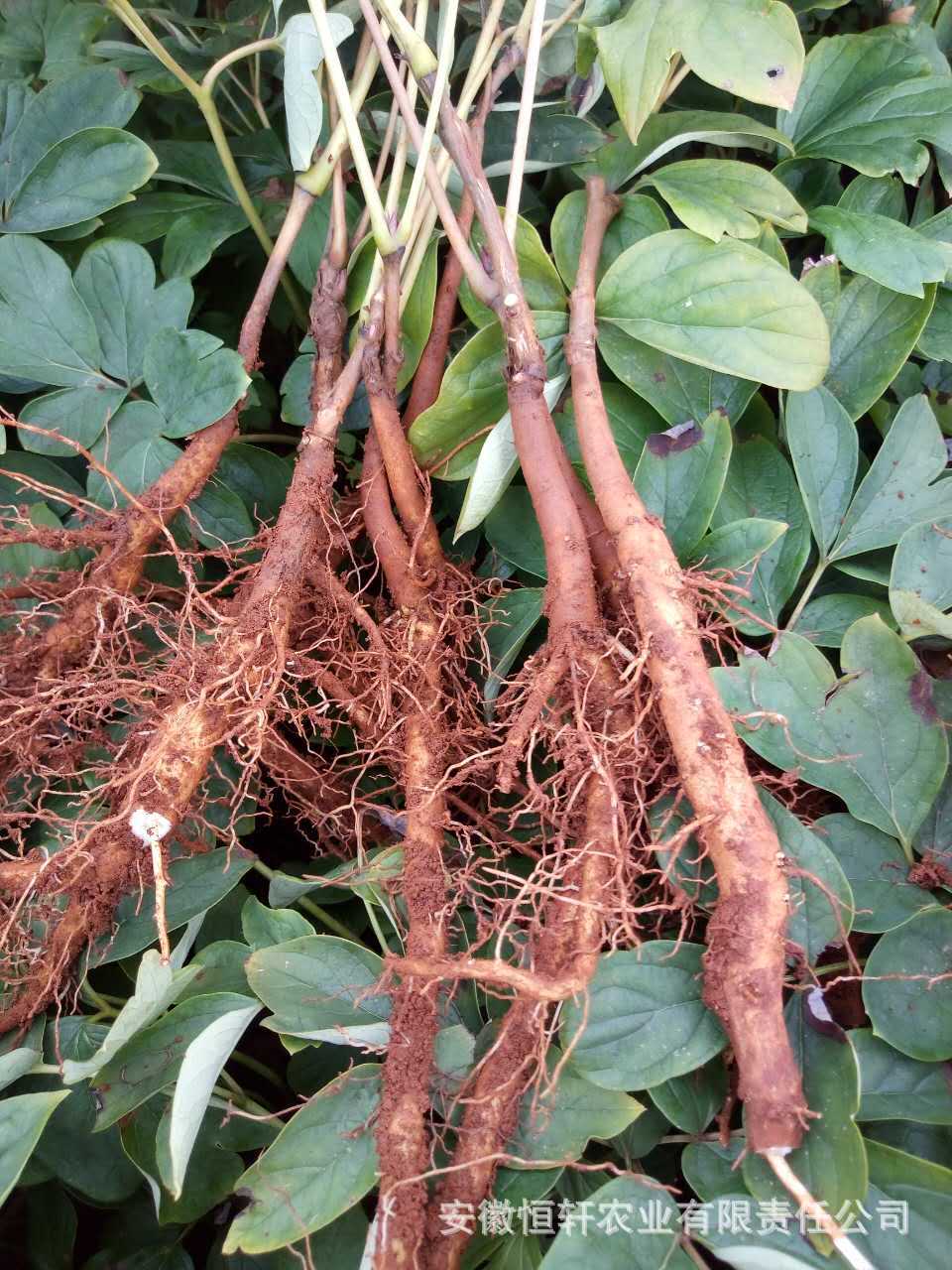 微信图片_2017090512254814