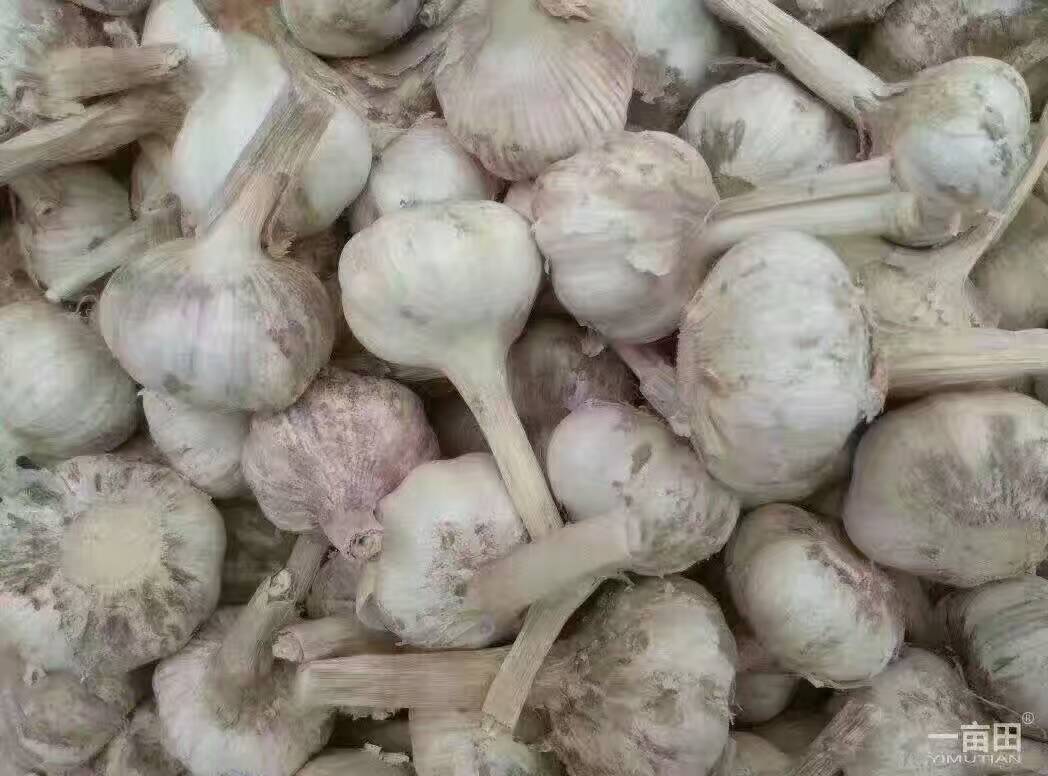 蒜-2017新鲜大蒜跑江湖地摊10元模式大蒜云南