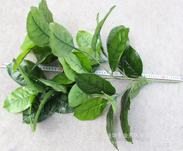 XRB-009高山榕五叉枝4