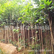 ������� �������l���½����� Ҏ���Rȫ����ă�����