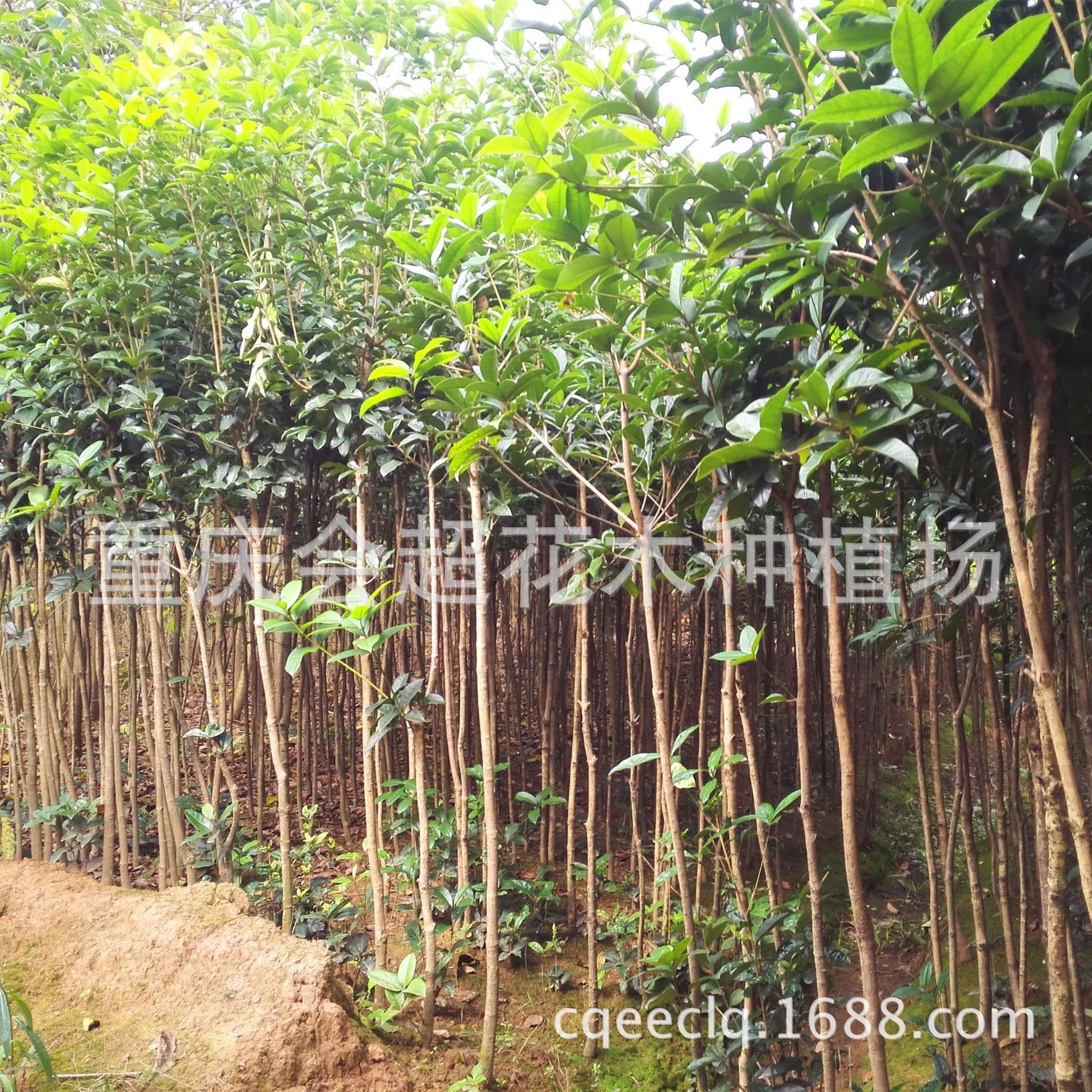 桂花苗封面_副本