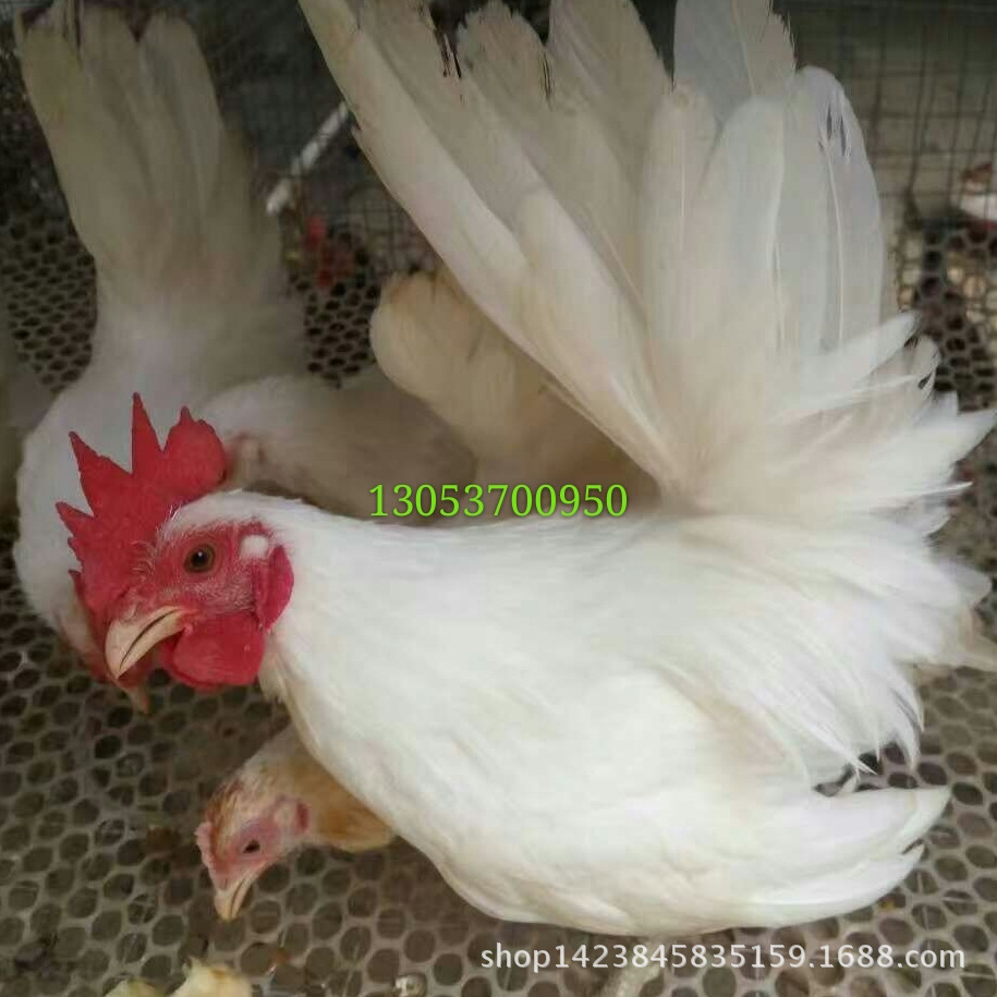 波兰鸡价格 黑白花波兰鸡 红花波兰鸡一只多少钱 元宝鸡价格-阿里巴巴